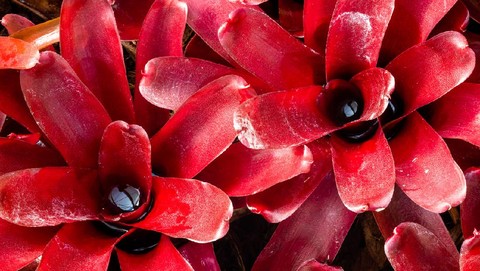 bromelia